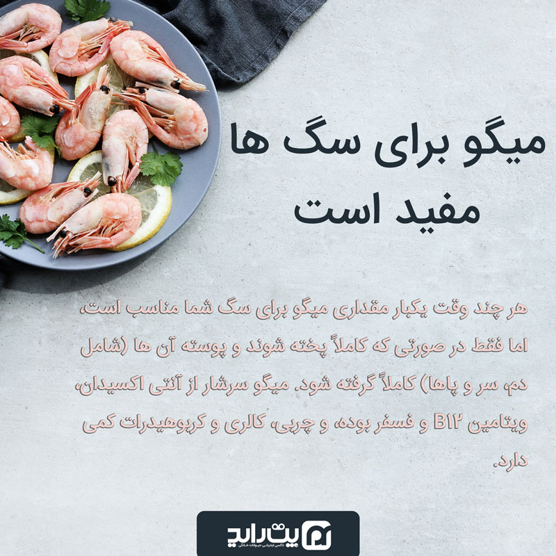 میگو برای سگ